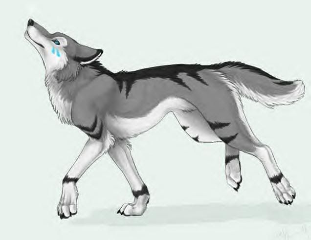 Demon-Ice- Tough gray, black and white wolf with two blue eyes and two blue 