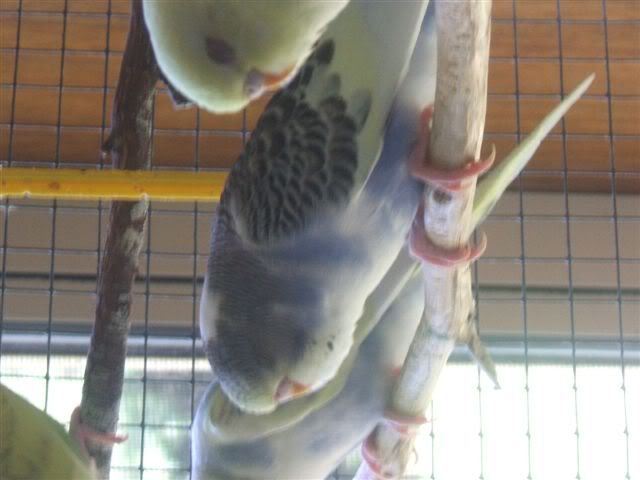 DSCF3462.jpg