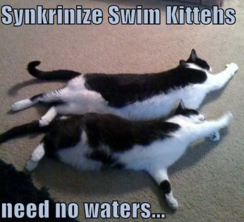 SwimKittens.jpg