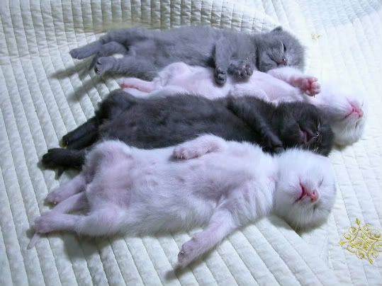  photo sleeping-kittens_zpsc90f32f1.jpg