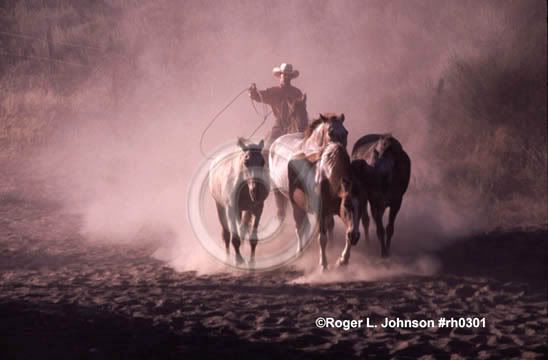 Trail Riding and Equine.