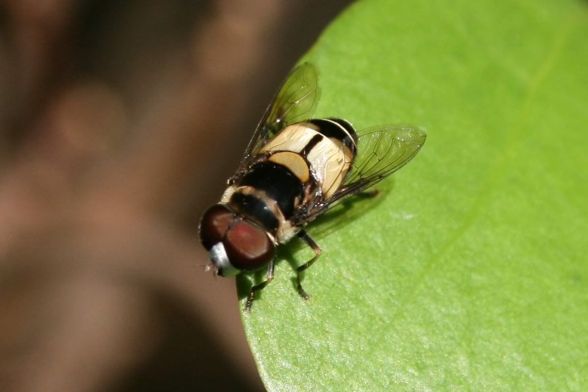 i279.photobucket.com/albums/kk124/Triturus_Lepi/R1004200942_Mrida_Syrphidae_3223.jpg