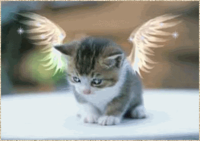 http://i279.photobucket.com/albums/kk125/Countryrose1022/850442euc7n8vagn.gif