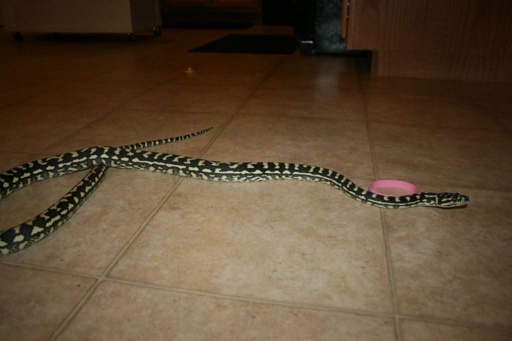 Jungle Carpet Python, Craigslist Style | Arachnoboards