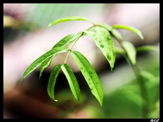 Leaf in Rain