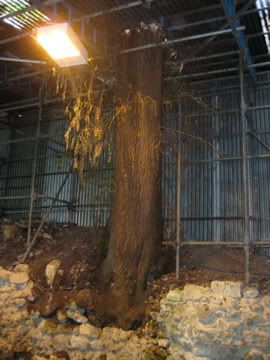Grotto tree
