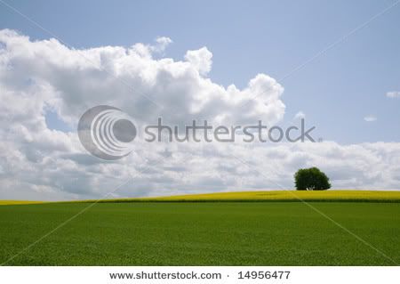 shutterstock_14956477