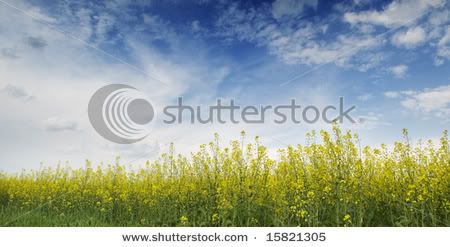 shutterstock_15821305