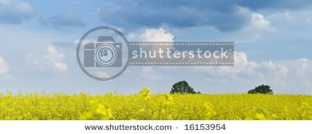 shutterstock_16153954