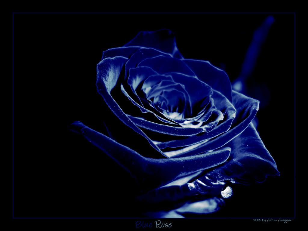 Blue Rose I Love You