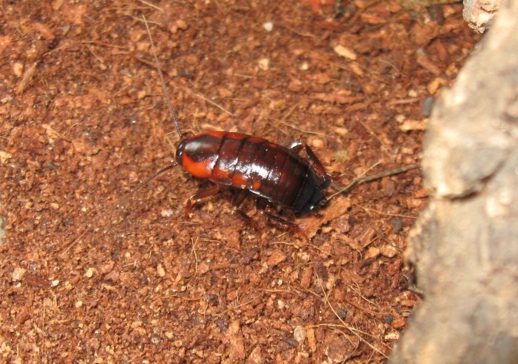 African Roaches