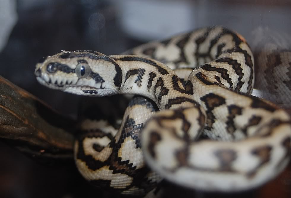 Super Jaguar Carpet Python. pic of the new female(although alot different than the male i dont see super) (not my pic,i will get better pics when i get her) and pics of my male.
