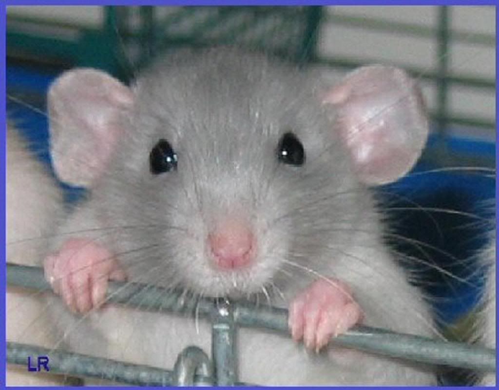 Baby Rat Images