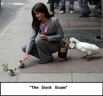 Duck Scam Pictures, Images and Photos