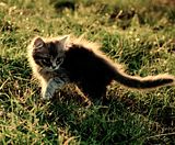 kitten green grass