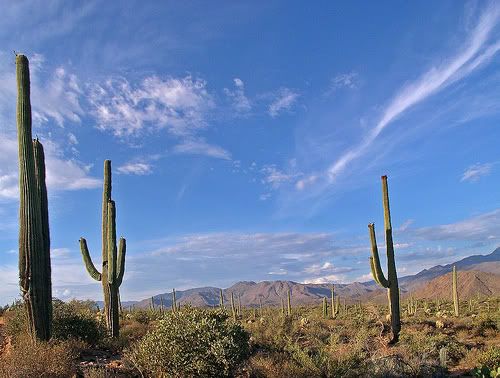 saguaro_cactus_matt.jpg