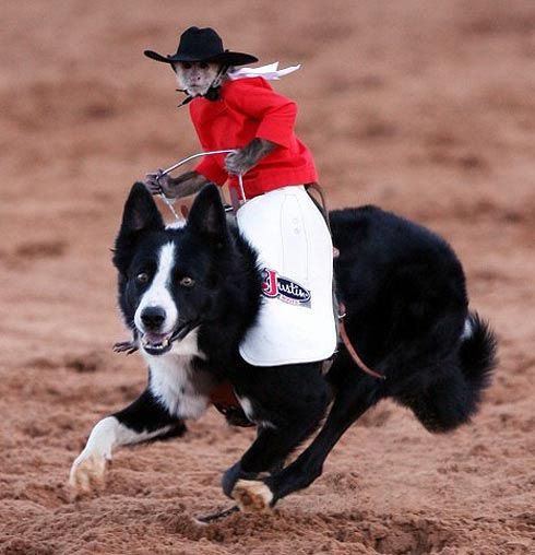 [Image: monkey-rodeo4_683187b.jpg]
