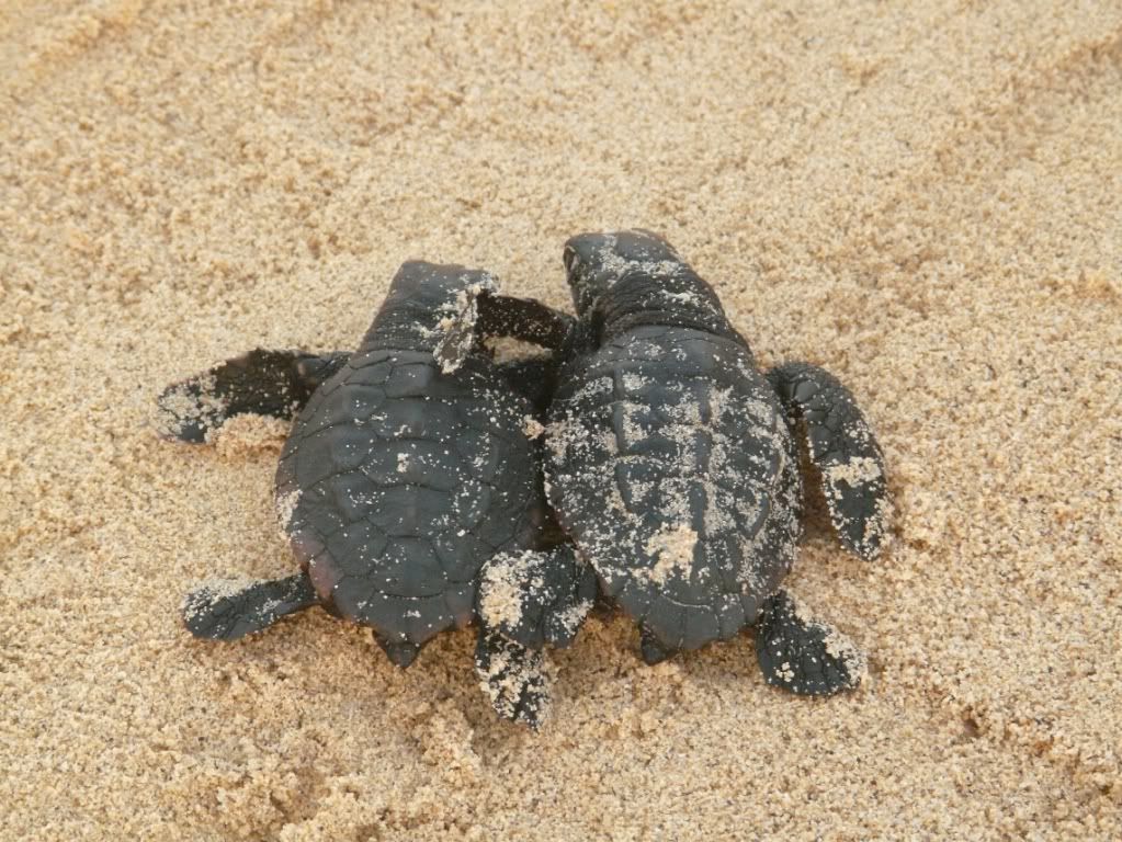Baby turtles Pictures, Images and Photos
