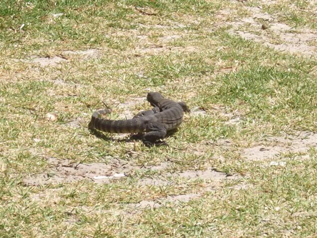 Racehorse Goannas