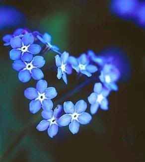 forget-me-not Pictures, Images and Photos