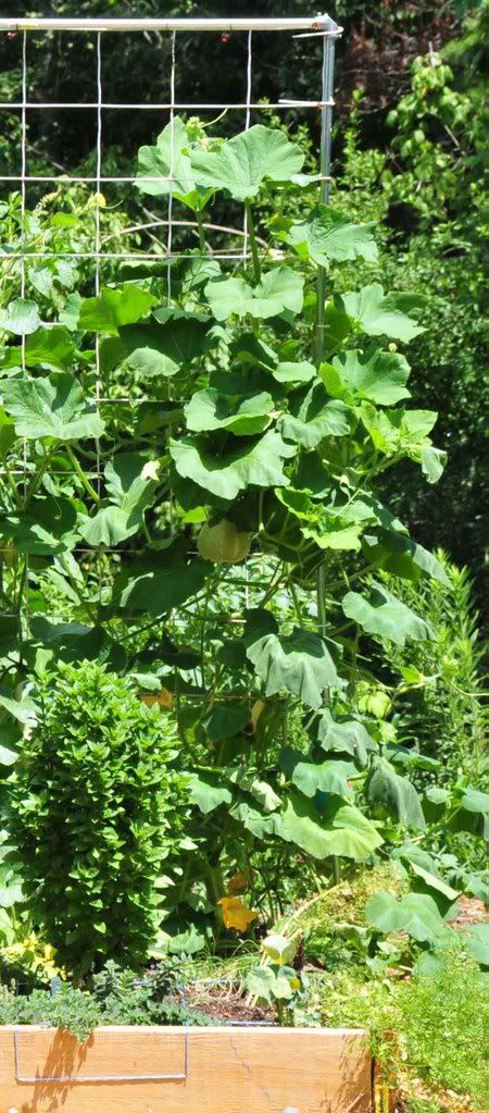 Butternut squash