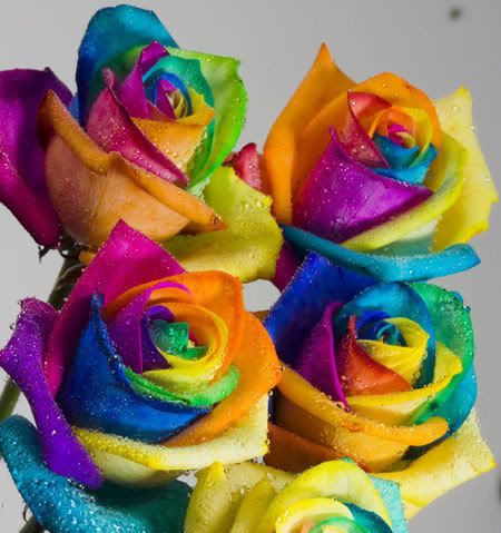 RainbowRoses-1.jpg