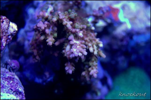 Chips+acropora