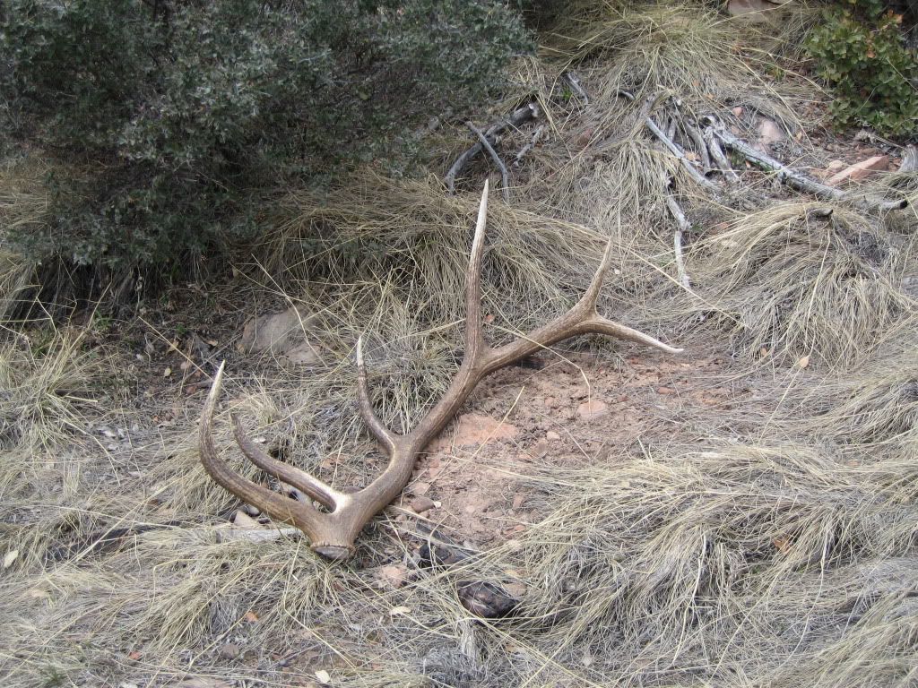 ShedHuntMarch312010016.jpg