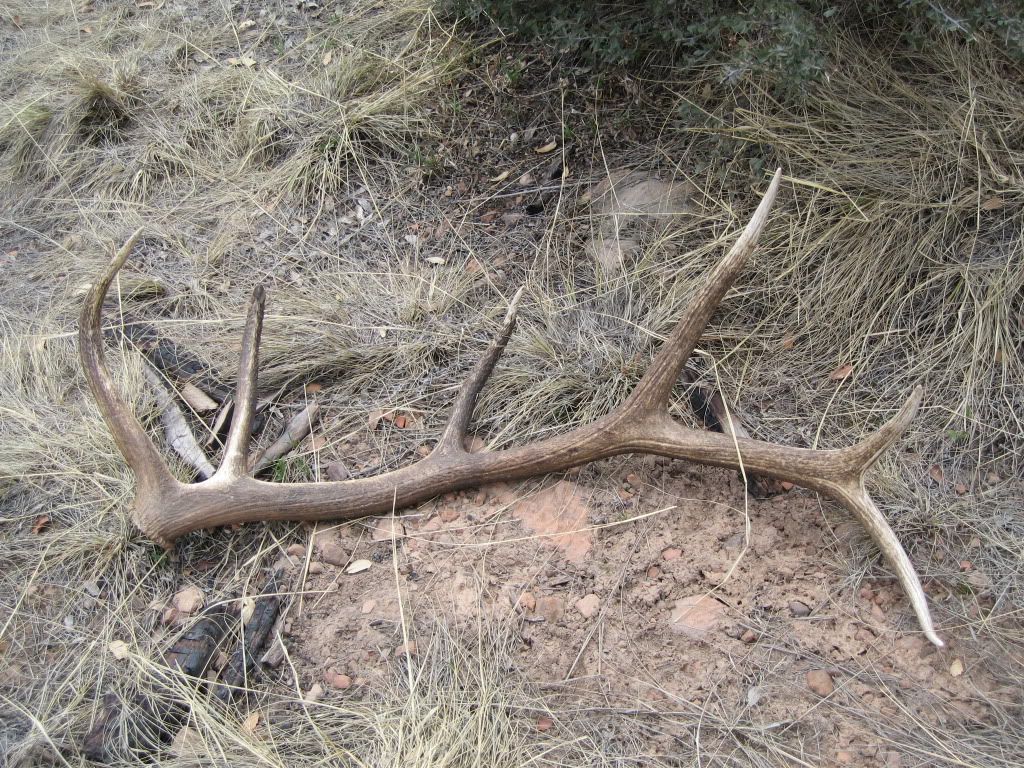 ShedHuntMarch312010018.jpg