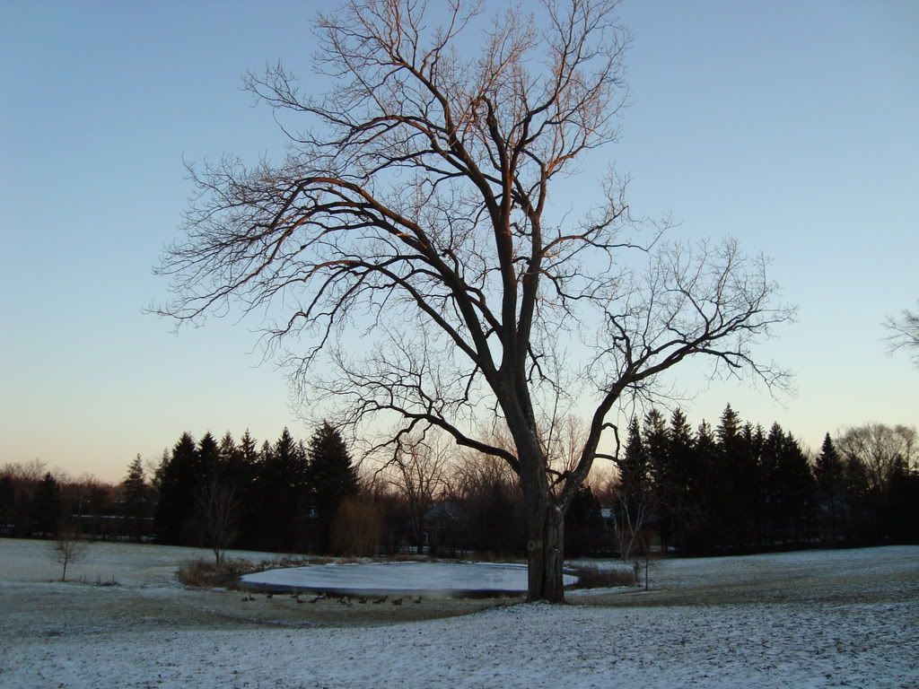 Theosophical Society - Frozen Pond and Tree