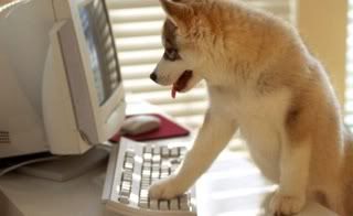 dog-and-computer.jpg