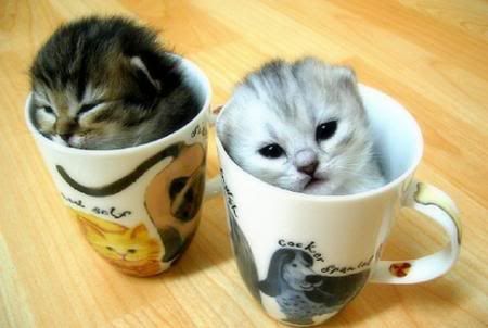 kittens-cups.jpg?t=1208742609