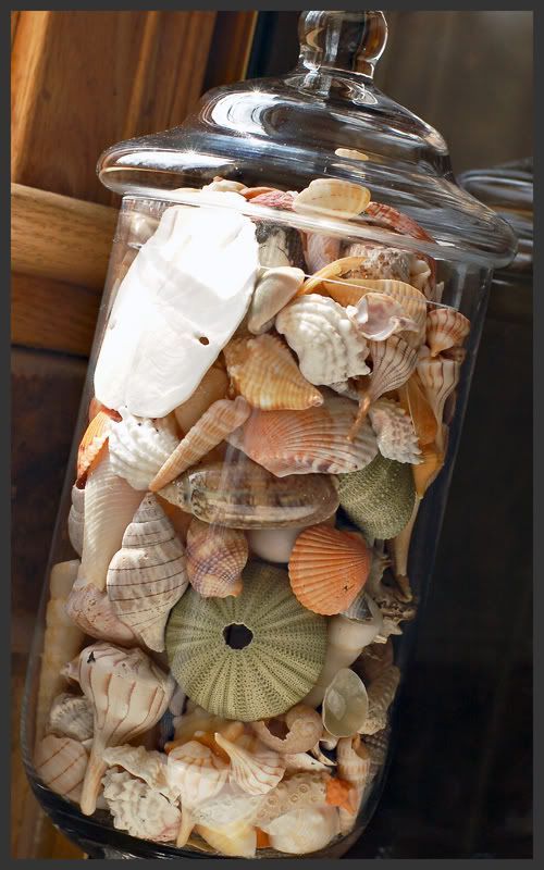sanibel shells