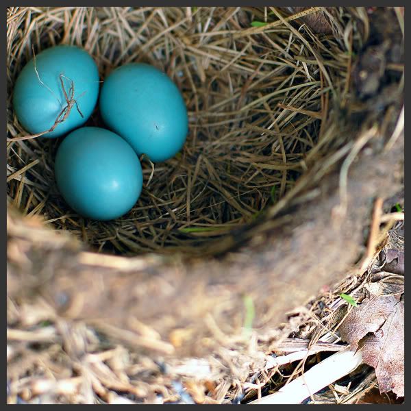 robin eggs, april 08