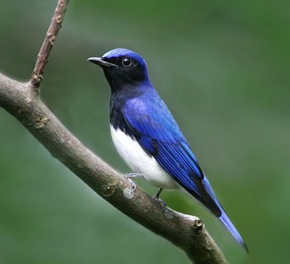 And Videos For This Album