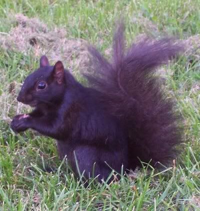 BLACK SQUIRREL Pictures, Images and Photos
