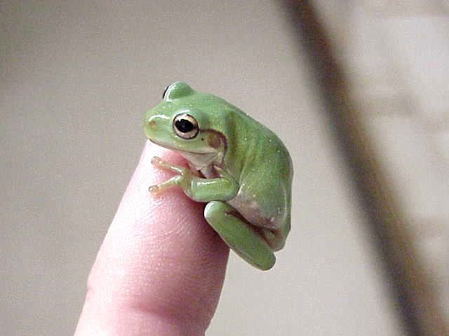 finger frog