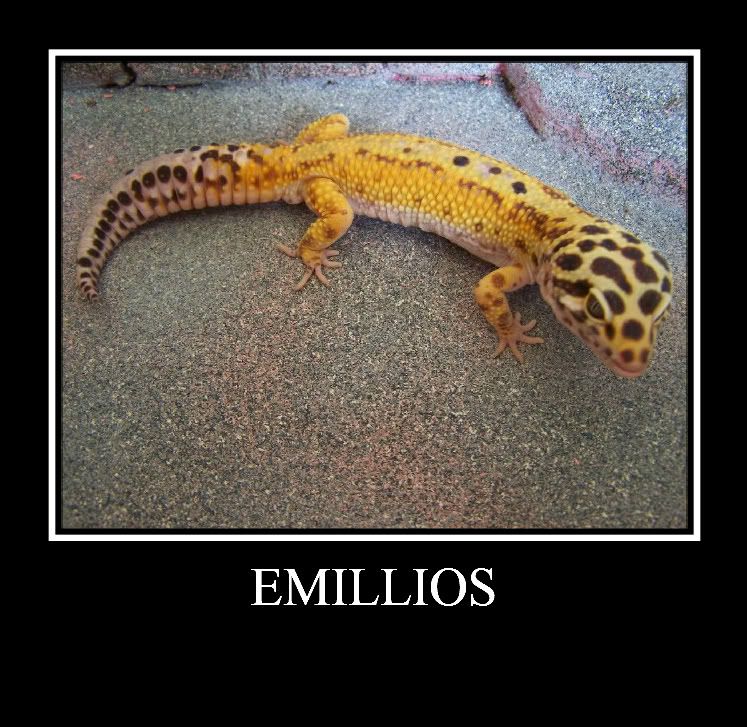 Show off your Leos Reptile Forums