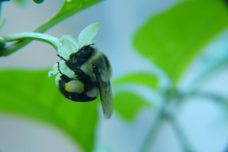 BumblebeeonTScorpionflower-VladanSmiciklas-rainbowchiliseedsP1040933.jpg
