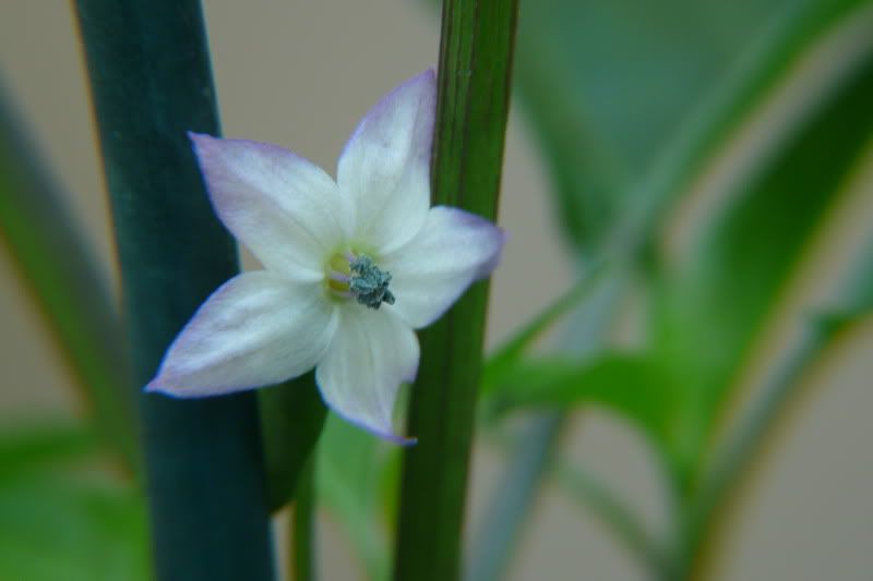 stefania flower
