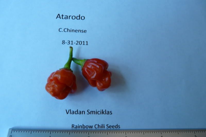 Atarodo-VladanSmiciklas-rainbowchiliseedsP1040654.jpg