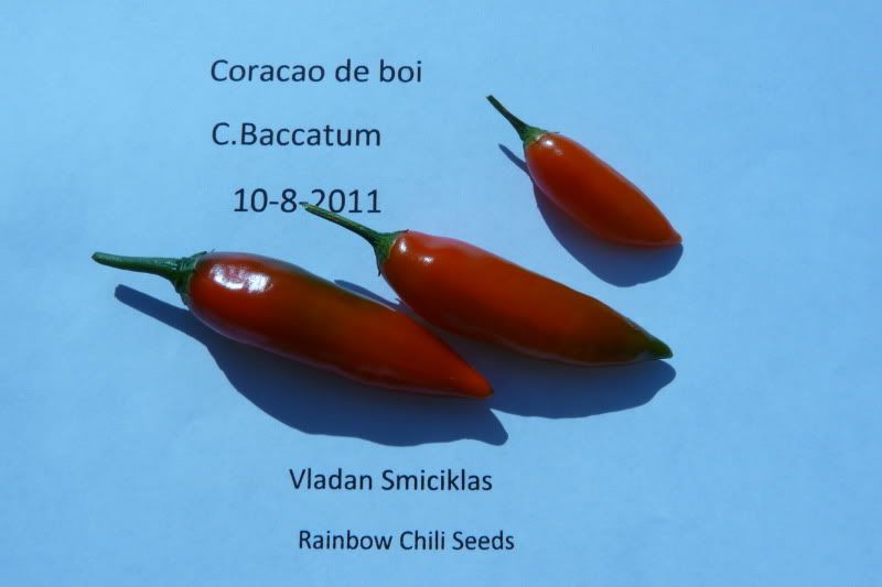 Coracaodeboi-RainbowchiliseedsP1050217.jpg
