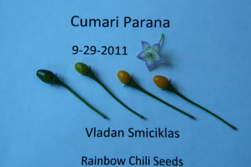 CumariParana-VladanSmiciklas-rainbowchiliseedsP1050182.jpg