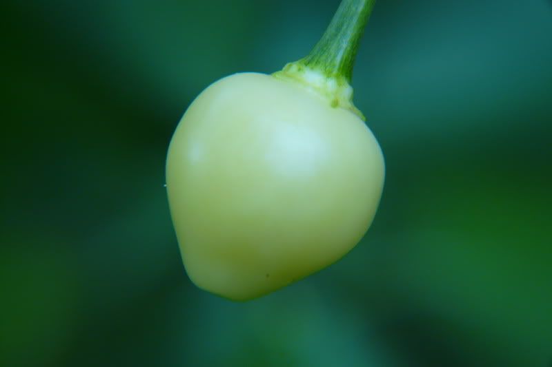 PimentaTrapedeira-VladanSmiciklas-rainbowchiliseedsP1040748.jpg