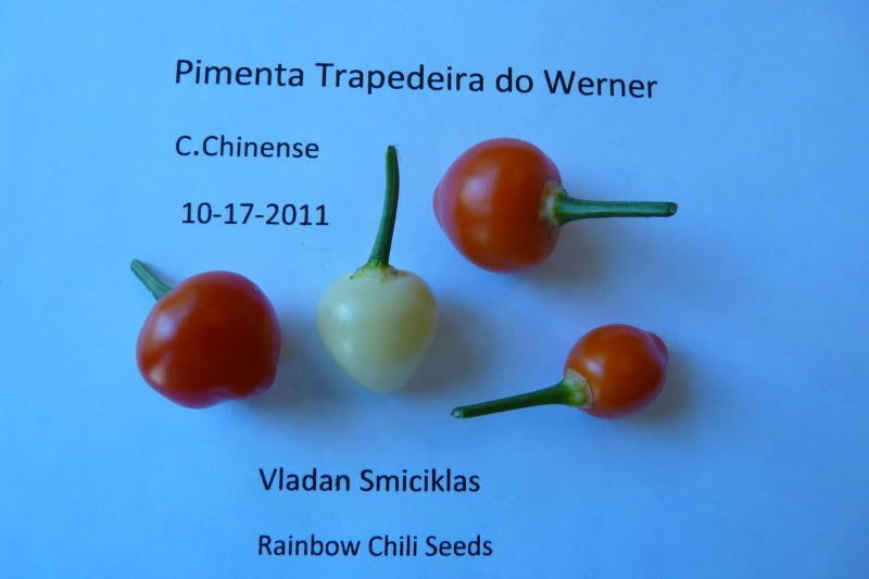PimentaTrapedeiradoWerner-VladanSmiciklas-rainbowchiliseedsP1050235.jpg