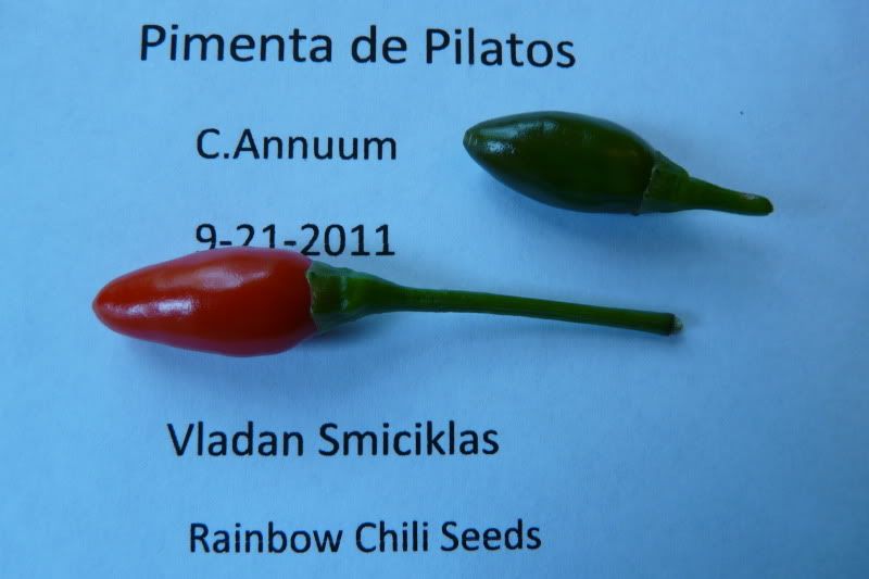 PimentadePilatos-VladanSmiciklas-rainbowchiliseedsP1050065.jpg