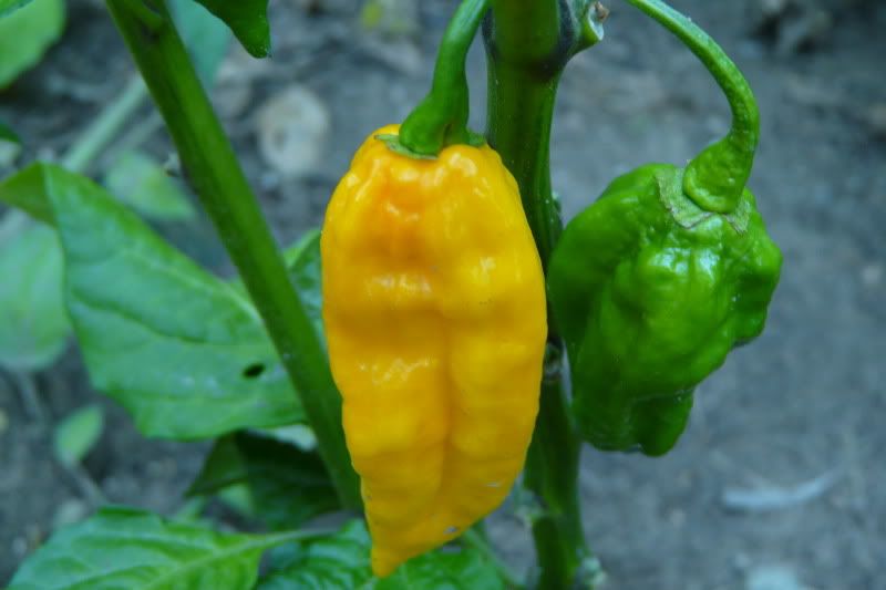 YellowFatalii-VladanSmiciklas-rainbowchiliseedsP1040733.jpg