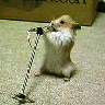 singing
chipmunk
