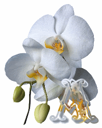 Orchid alphabet flower fleur Blume Pictures, Images and Photos