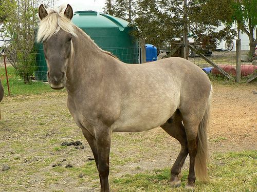 grulla black singles He has an extensive training in pulling a carriage as a pair or singly, and a meadowbrook cart as singles well-behaved around livestock, traffic, people, show rings, and carnivals in farm or city settings. grulla black singles He has an extensive training in pulling a carriage as a pair or singly, and a meadowbrook cart as singles well-behaved around livestock, traffic, people, show rings, and carnivals in farm or city settings.